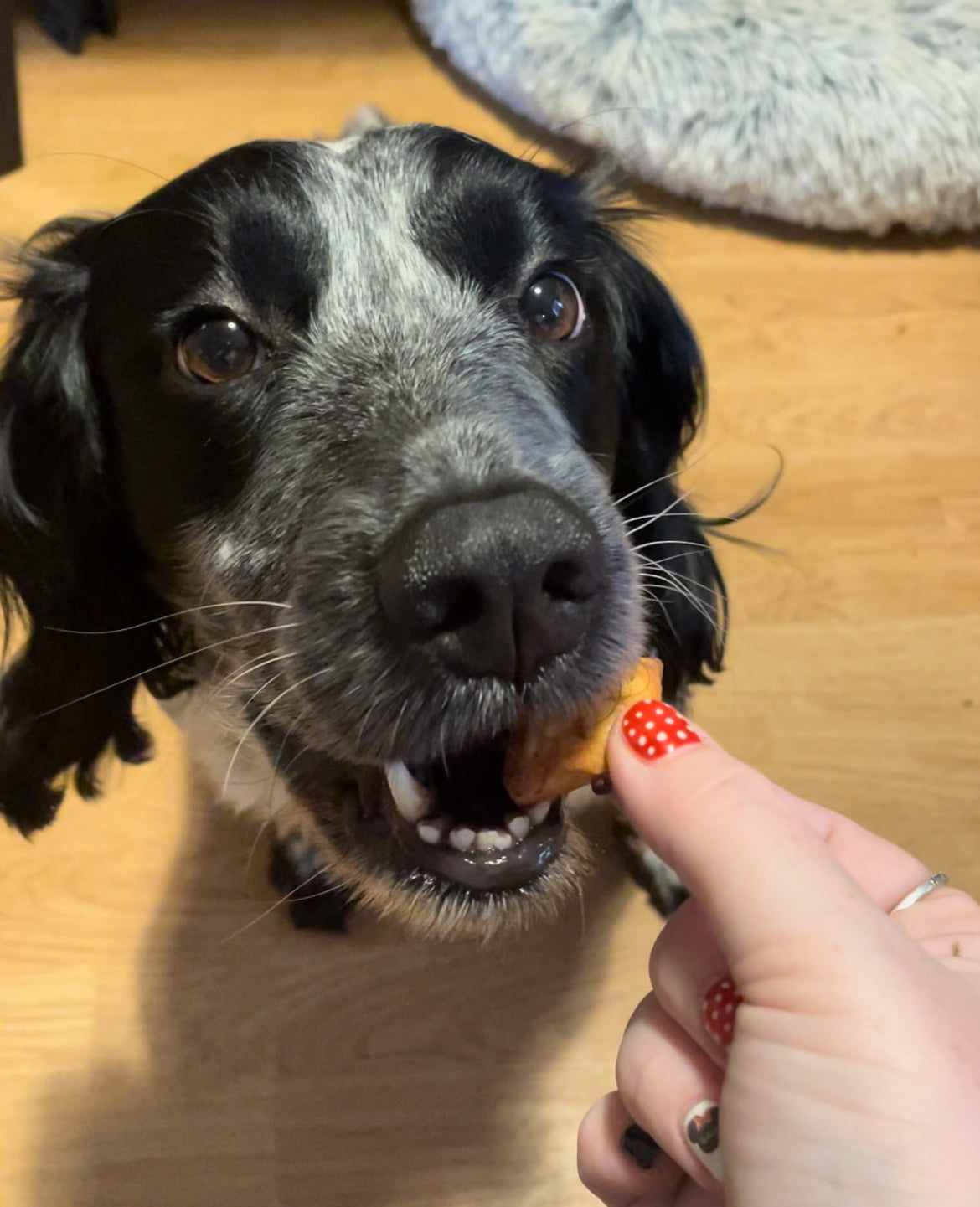 Spud’s Cheesy Soft Bakes